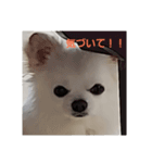 chihuahuawhite（個別スタンプ：4）