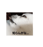 chihuahuawhite（個別スタンプ：5）