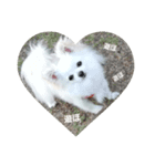 chihuahuawhite（個別スタンプ：6）