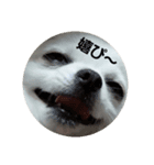 chihuahuawhite（個別スタンプ：7）