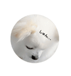 chihuahuawhite（個別スタンプ：8）