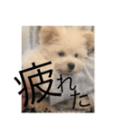 rois スタンプ（個別スタンプ：3）