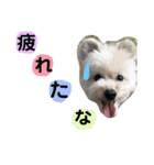 rois スタンプ（個別スタンプ：11）