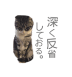 くるみるくろちゃん（個別スタンプ：5）