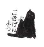 くるみるくろちゃん（個別スタンプ：12）