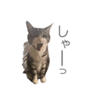 くるみるくろちゃん（個別スタンプ：24）