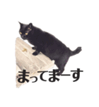 くるみるくろちゃん（個別スタンプ：33）