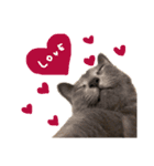 うちの猫たち stamp（個別スタンプ：1）