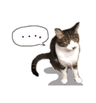 うちの猫たち stamp（個別スタンプ：2）