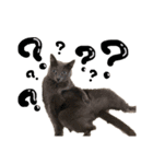 うちの猫たち stamp（個別スタンプ：5）