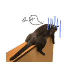 うちの猫たち stamp（個別スタンプ：7）