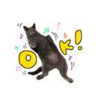 うちの猫たち stamp（個別スタンプ：8）
