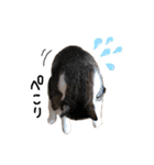 うちの猫たち stamp（個別スタンプ：9）
