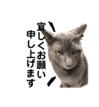 うちの猫たち stamp（個別スタンプ：11）