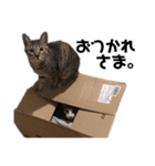 うちの猫たち stamp（個別スタンプ：16）