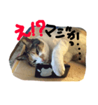 レオとナツ（個別スタンプ：1）