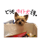 うちの、えいきち君です（個別スタンプ：4）