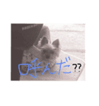 うちの、えいきち君です（個別スタンプ：5）