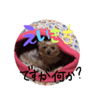 うちの、えいきち君です（個別スタンプ：7）