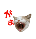 ひこ＆くにゃ（個別スタンプ：8）