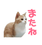 ひこ＆くにゃ（個別スタンプ：14）
