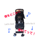 フレンチブルドッグ♂♀（個別スタンプ：4）