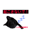 フレンチブルドッグ♂♀（個別スタンプ：7）