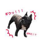 フレンチブルドッグ♂♀（個別スタンプ：12）