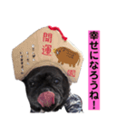 フレンチブルドッグ♂♀（個別スタンプ：16）