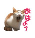 まいにゃんこ。（個別スタンプ：1）