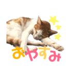 まいにゃんこ。（個別スタンプ：6）