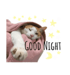 まいにゃんこ。（個別スタンプ：8）