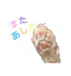 まいにゃんこ。（個別スタンプ：10）