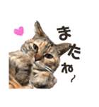 まいにゃんこ。（個別スタンプ：11）