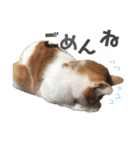 まいにゃんこ。（個別スタンプ：14）