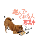 柴犬のちびちゃん（個別スタンプ：13）