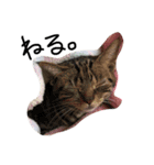 ねこ。ねこのきもち。（個別スタンプ：1）