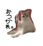 ねこ。ねこのきもち。（個別スタンプ：2）