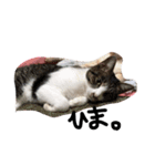 ねこ。ねこのきもち。（個別スタンプ：3）