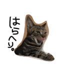 ねこ。ねこのきもち。（個別スタンプ：4）