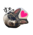ねこ。ねこのきもち。（個別スタンプ：5）
