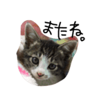 ねこ。ねこのきもち。（個別スタンプ：6）