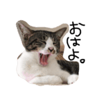 ねこ。ねこのきもち。（個別スタンプ：7）