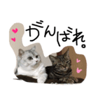 ねこ。ねこのきもち。（個別スタンプ：8）