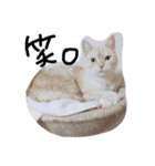 ねこ。ねこのきもち。（個別スタンプ：9）