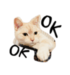 ねこ。ねこのきもち。（個別スタンプ：10）