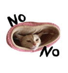ねこ。ねこのきもち。（個別スタンプ：11）