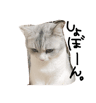 ねこ。ねこのきもち。（個別スタンプ：12）