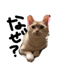 ねこ。ねこのきもち。（個別スタンプ：13）