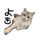 ねこ。ねこのきもち。（個別スタンプ：14）